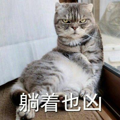 超可爱猫咪带字高清头像