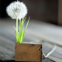 微信清新蒲公英头像