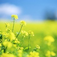 qq头像风景唯美图片