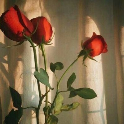 简约干净风高级感头像