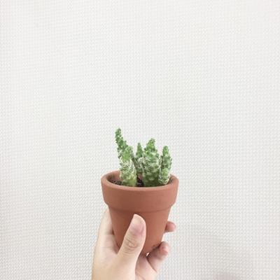 简单干净清新高清微信头像