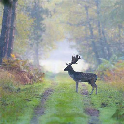 一眼沦陷的有内涵有深度高级感高品质高格调头像图片