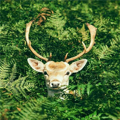 一眼沦陷的有内涵有深度高级感高品质高格调头像图片