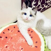 小猫咪头像可爱