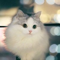小猫咪头像可爱