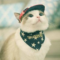 小猫咪头像可爱