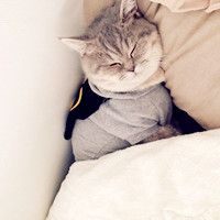 小猫咪头像可爱