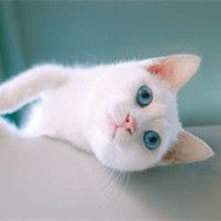 小猫咪头像可爱