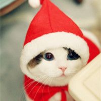 小猫咪头像可爱