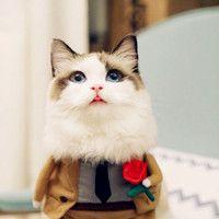 小猫咪头像可爱