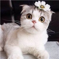 小猫咪头像可爱
