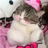 小猫咪头像可爱