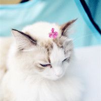 小猫咪头像可爱