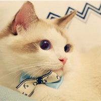 小猫咪头像可爱