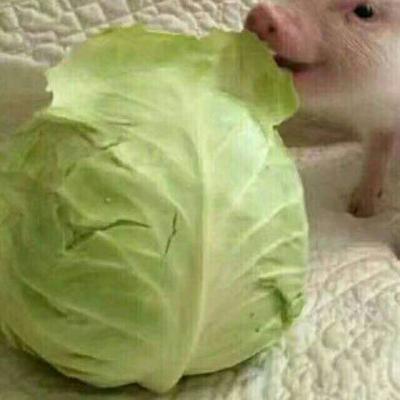 又土又丑的情侣头像