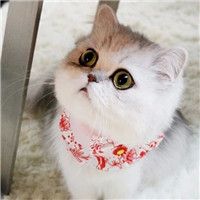 小猫咪头像可爱