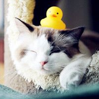 小猫咪头像可爱