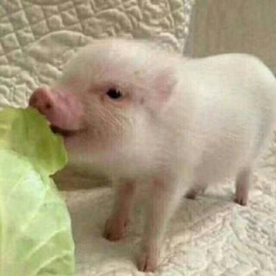 又土又丑的情侣头像