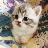 小猫咪头像可爱