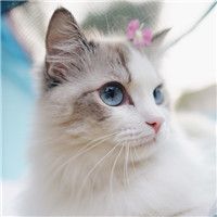 小猫咪头像可爱