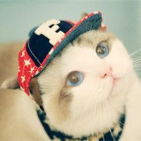 小猫咪头像可爱