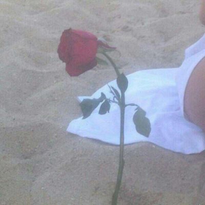 玫瑰花图片头像