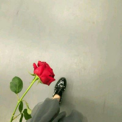 玫瑰花图片头像