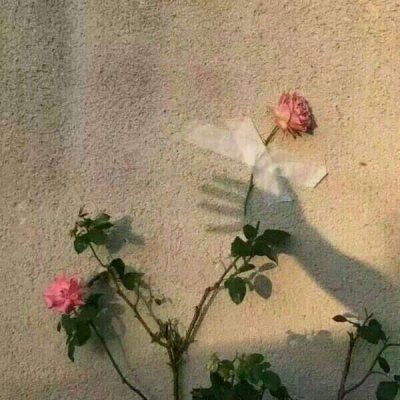 玫瑰花图片头像