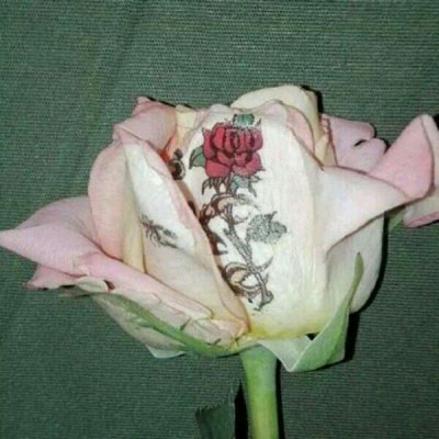 玫瑰花图片头像