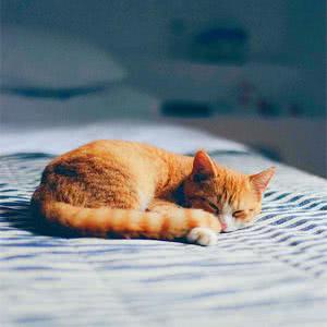 适合做微信头像的猫咪图片