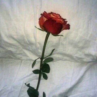 玫瑰花图片头像