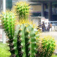 仙人掌图片头像