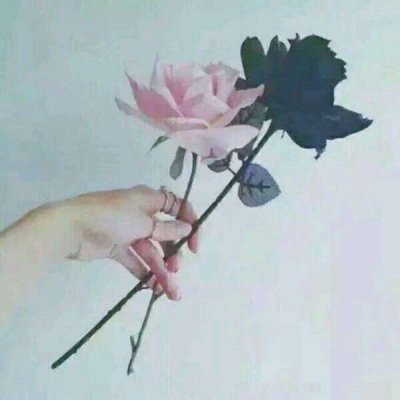 玫瑰花图片头像