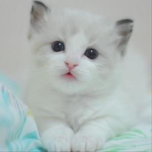 适合做微信头像的猫咪图片
