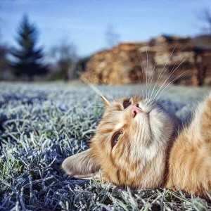 适合做微信头像的猫咪图片