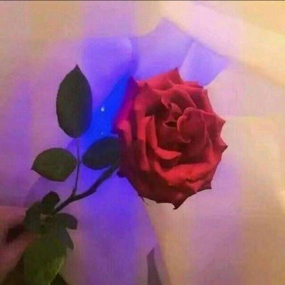 玫瑰花图片头像