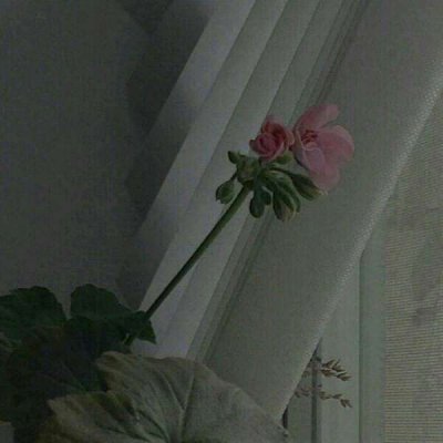 玫瑰花图片头像