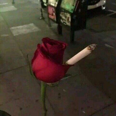 玫瑰花图片头像