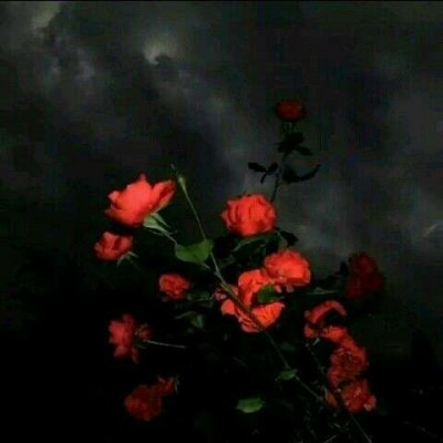 玫瑰花图片头像