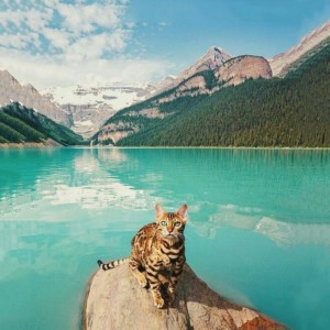 适合做微信头像的猫咪图片