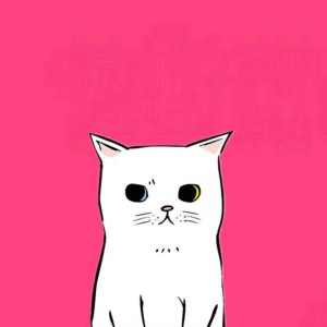 适合做微信头像的猫咪图片