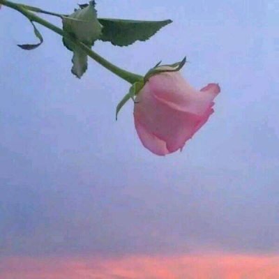 玫瑰花图片头像
