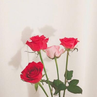 头像花朵图片唯美高清