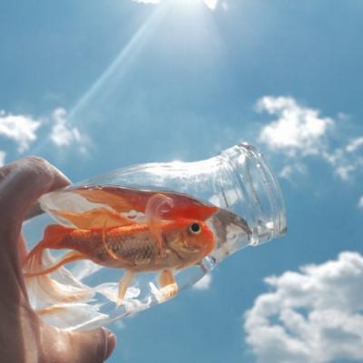 美好生活唯美充满阳光正能量高清头像