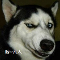 哈士奇鄙视的眼神图片头像