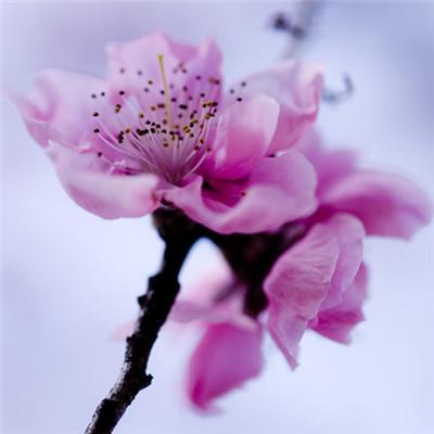 头像花朵图片唯美高清
