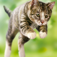 qq头像小猫咪可爱呆萌图片