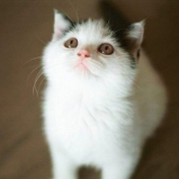 qq头像小猫咪可爱呆萌图片
