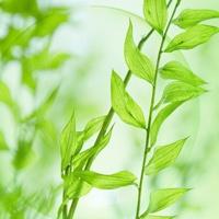 qq头像风景或花草清新图片