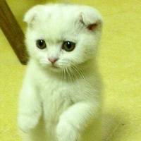 qq头像小猫咪可爱呆萌图片